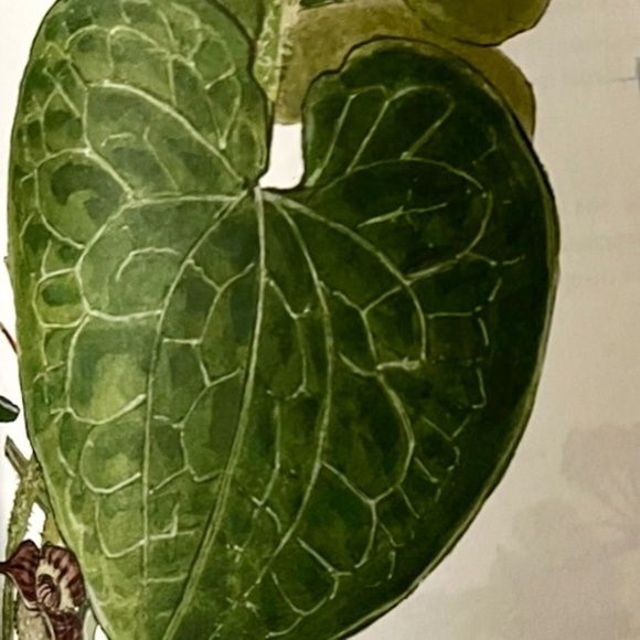 Meet your Posher, calicorex - Picture 1 of 1